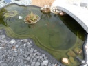 Garten-Teich mit Goldfischen   —   étang de jardin avec poissons rouges